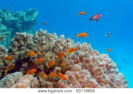 coral reef with porites coral and anthiases at the bottom of tropical sea on blue water background