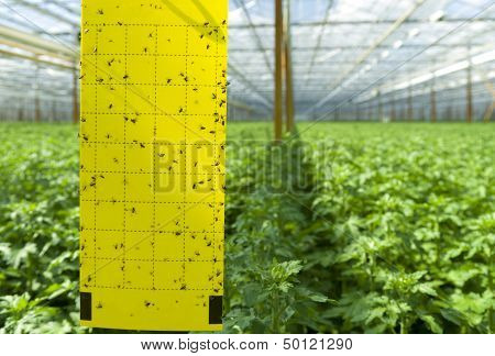 Commercial Greenhouse