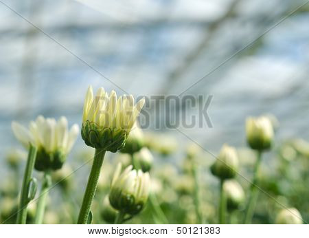 Flowers In Greenhouse