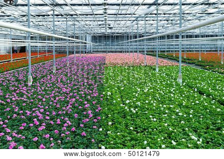 Flowers In Greenhouse
