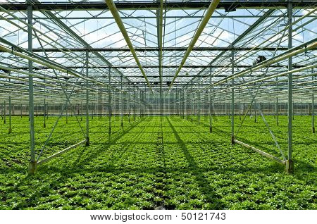 Commercial Greenhouse