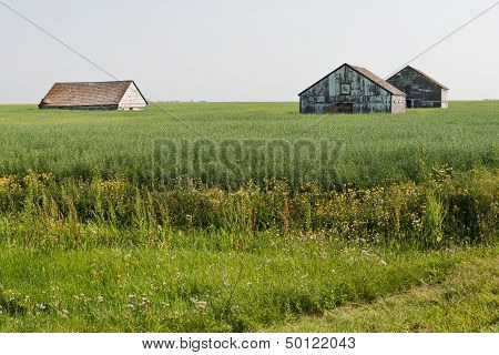Tall Grain