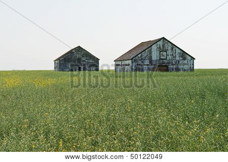 Tall Grain
