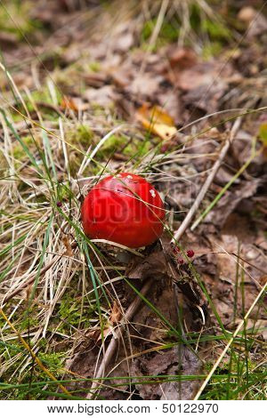 Fly Agaric