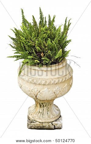 Ferns And Potted Plants.