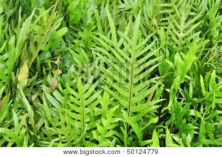 Tropical Fern