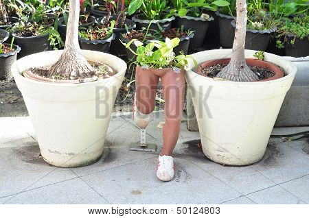 Ferns And Potted Plants.