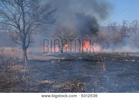 Brushfire