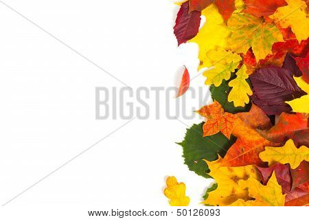 Colorful Autumn Leaves