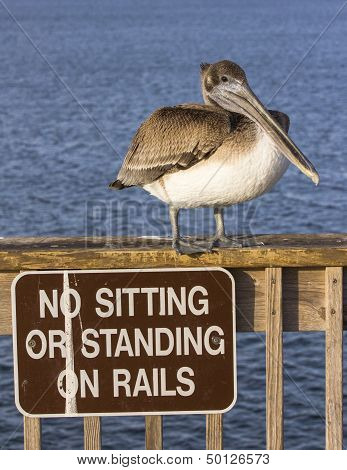 Brown pelican standing above sign.