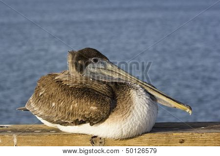 Brown pelican resting