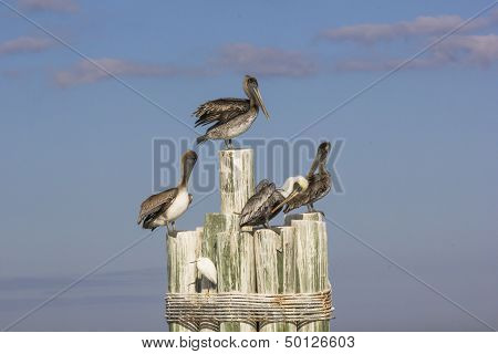Brown pelicans and egret.