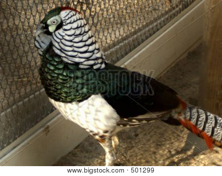 Pheasant.