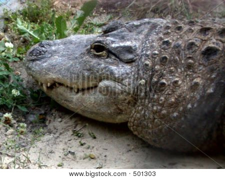 The Crocodile.