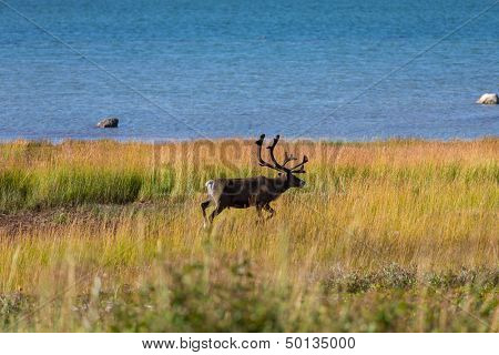 raindeer in Norway