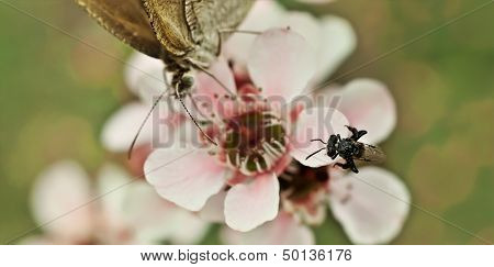 Spring Very Tiny Australian Native Stingless Bee