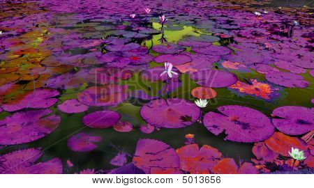 Lilla Lilypond