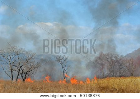 Brushfire