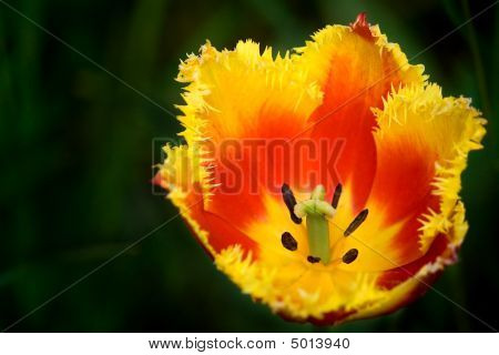 Interessante Tulip