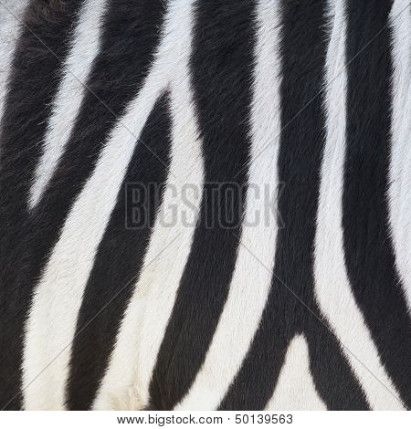 Stripes On Zebra