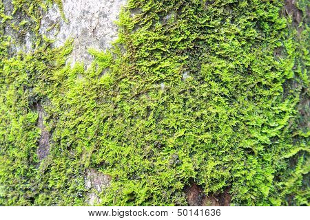 green moss
