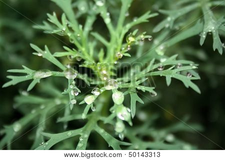 Raindrops On Leaves