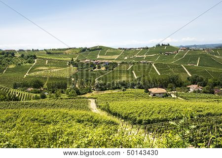 Langhe, Vineyards