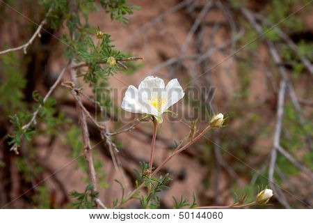 Wildflowers In The Usa