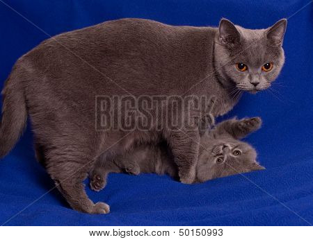 Family of grey brittish cats