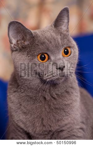 Family of grey brittish cats