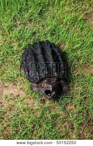 alligator snapping turtle (Macrochelys temminckii)
