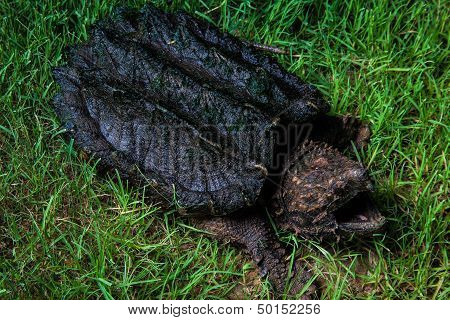 alligator snapping turtle (Macrochelys temminckii)
