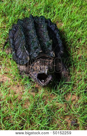 alligator snapping turtle (Macrochelys temminckii)