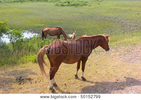 Group of wild horses