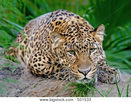 Leopardo