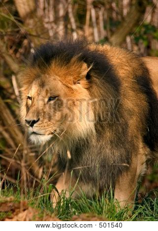Leone