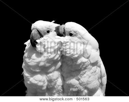 White Parrots