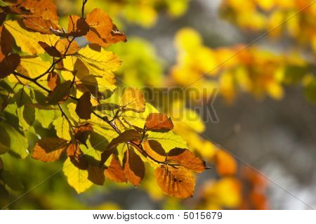 Autumn odchodzi