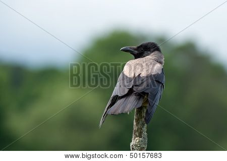 Hooded/grey Crow (Corvus Cornix)