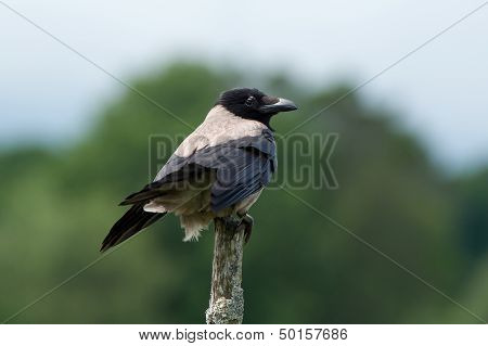 Hooded Crow (corvus Cornix)