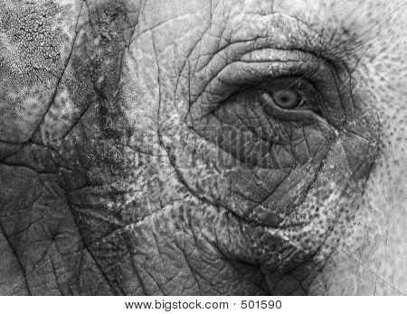 Elefante occhio