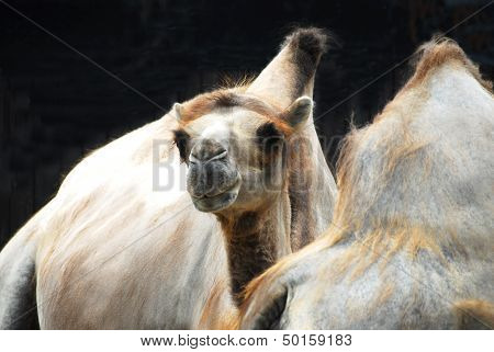 camel