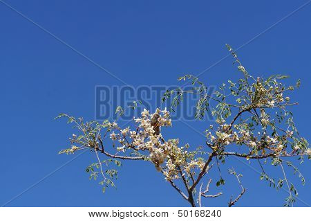 Jasmine blossom