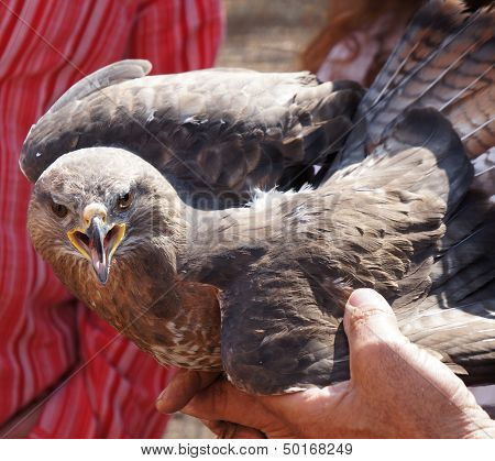 Buzzard