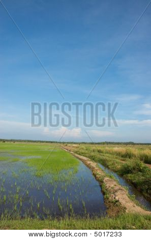 Ricefield