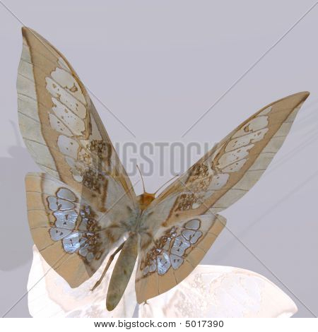 Farfalla digitale