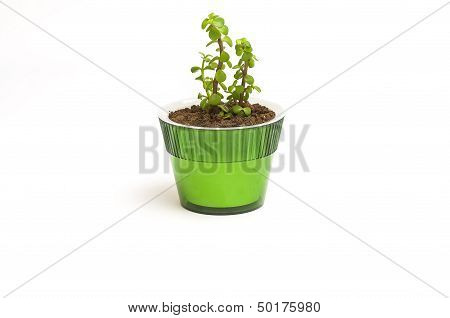 Money Tree