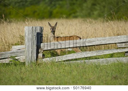 Young Elk