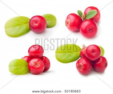 Cowberry bacche di bosco con foglie insieme isolato.