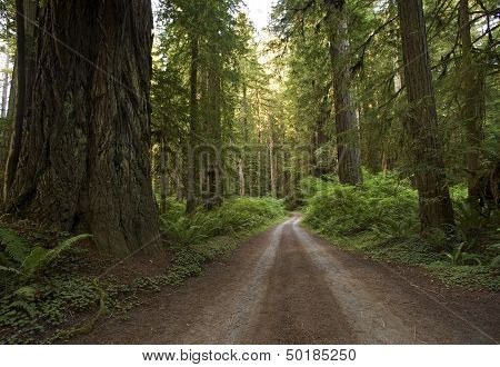 Redwood Forest Country Road
